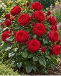 Роза чайно-гибридная спрей Ред Пиано|Hybrid Tea Spray Rose Red Piano|Троянда чайно-гібридна спрей Ред Піано 